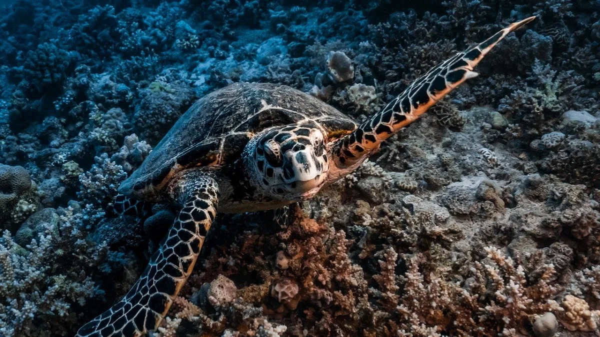 Sea Walker vs Scuba Diving: Lần Đầu Lặn Biển Nên Chọn Cái Nào?